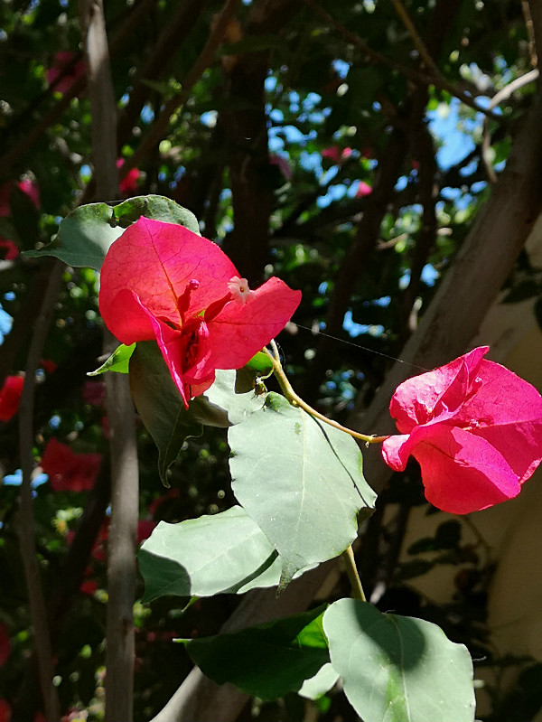 Asklepieion