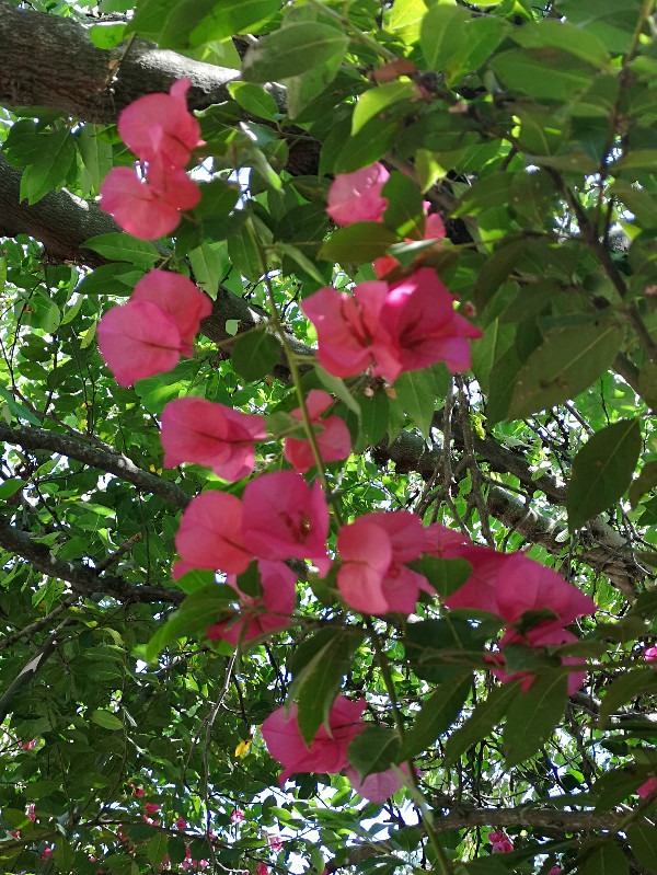 Asklepieion