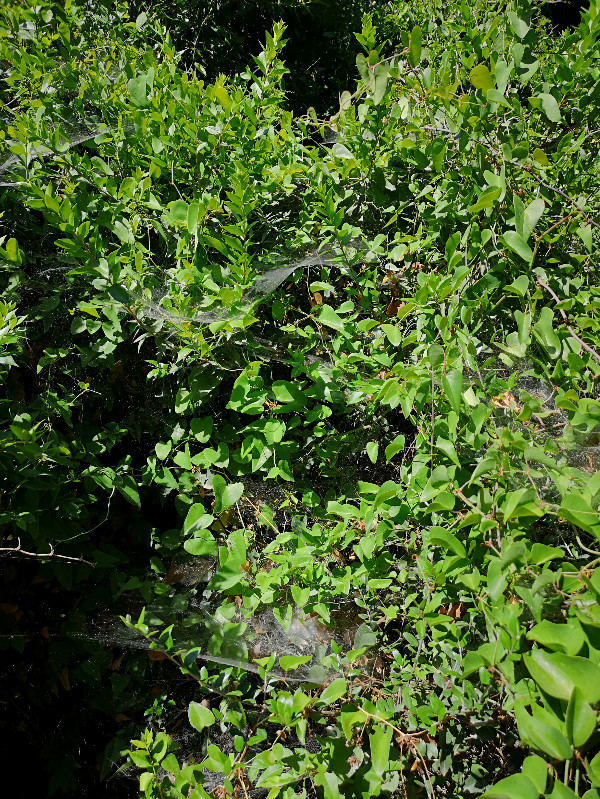 Asklepieion