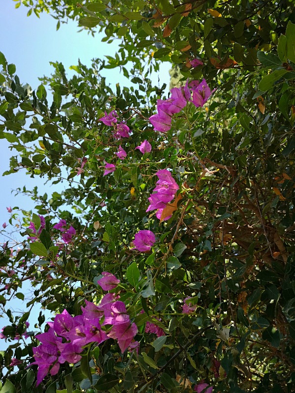 Asklepieion