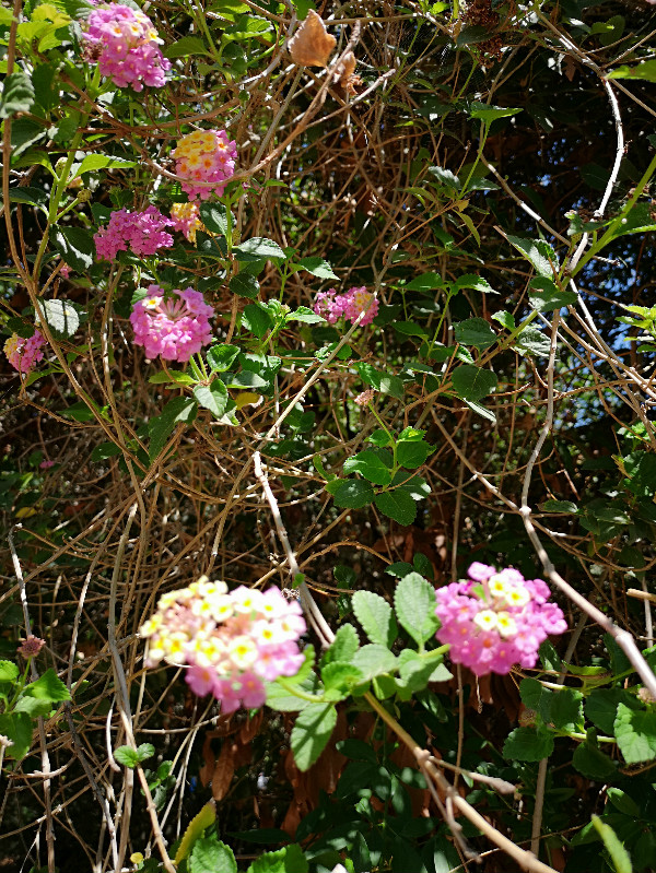 Asklepieion