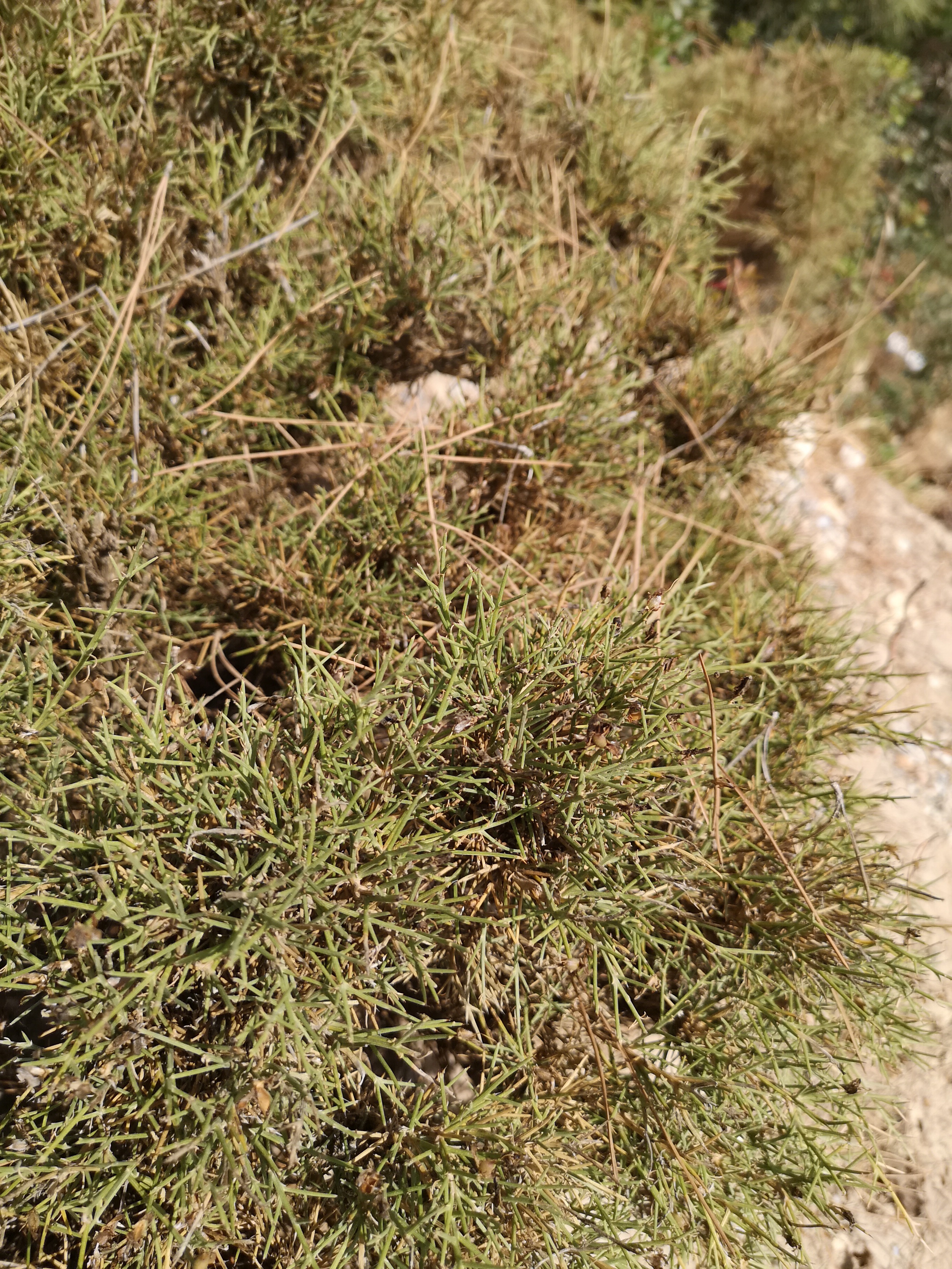 Kefalos