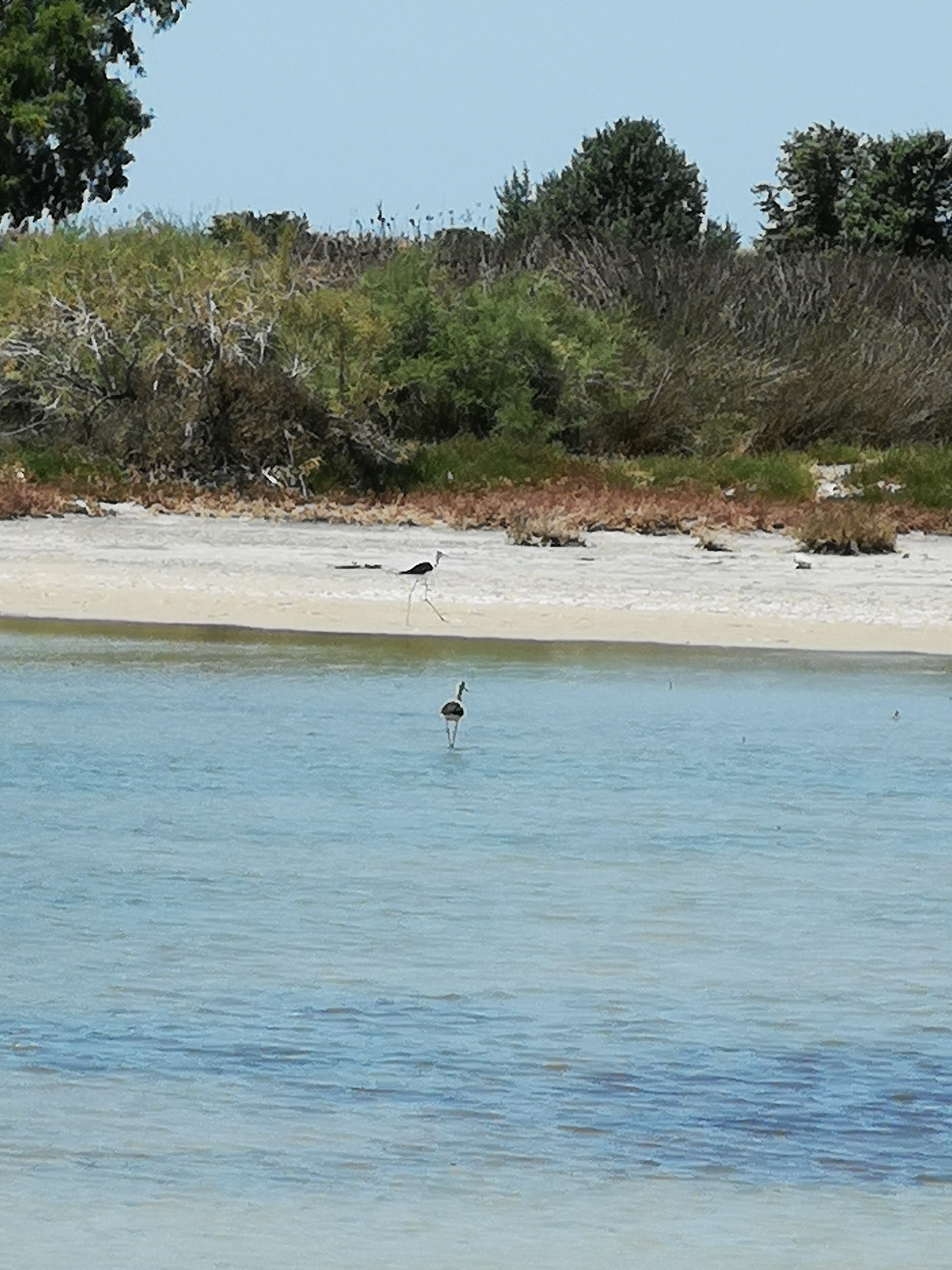 Flamingosee
