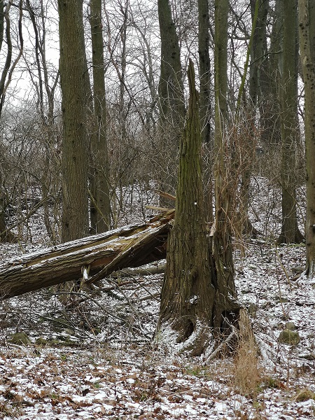 Lenné-Park