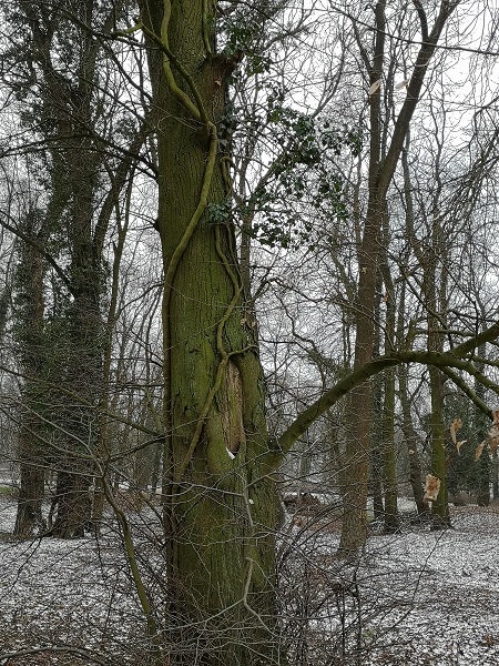Lenné-Park