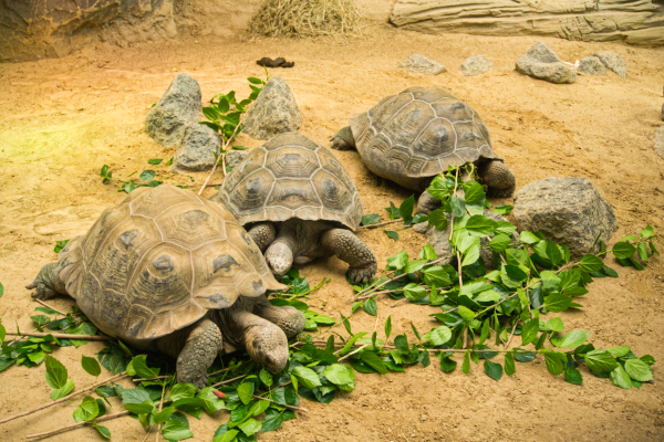 Zoo Schildkröten