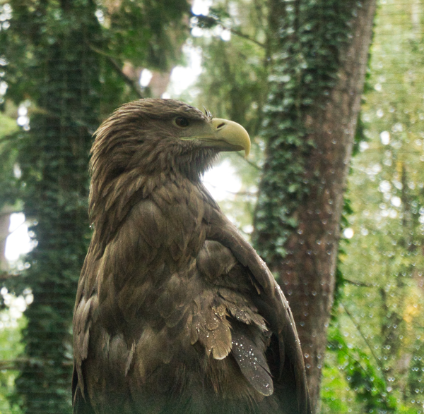 Zoo Adler
